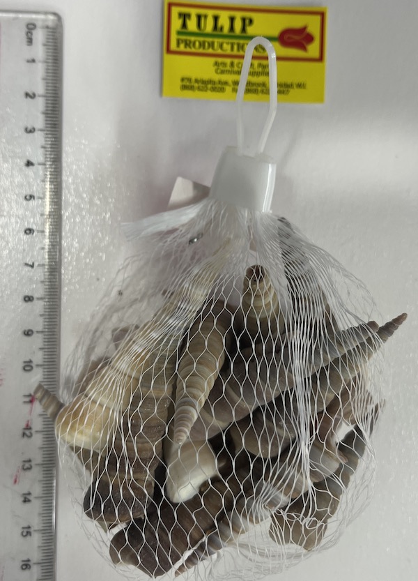 Lg Cone Shell